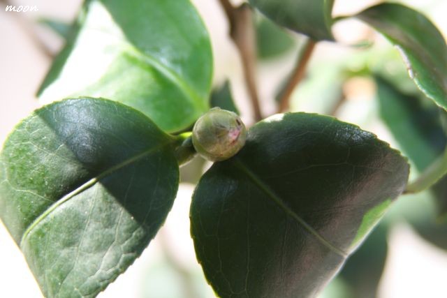 Camellia Japonica